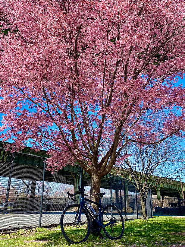 trek domane sl5 road bicycle parked along a cherry blossom tree
